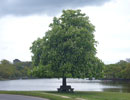Picture representing ancestry - tree